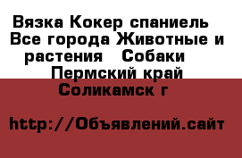 Вязка Кокер спаниель - Все города Животные и растения » Собаки   . Пермский край,Соликамск г.